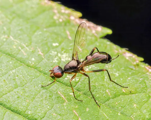 Sepsis luteipes
