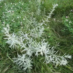 Silver Wormwood thumbnail 3