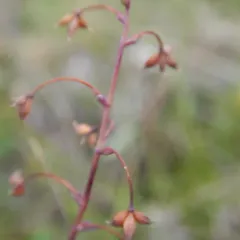 Alpine Meadow-rue thumbnail 2