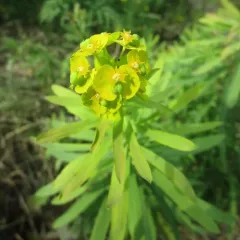 slender leafy spurge thumbnail 2