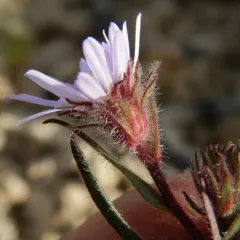 Yukon Aster thumbnail 1