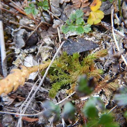 northern spikemoss