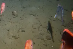 Buckler Dory thumbnail 4