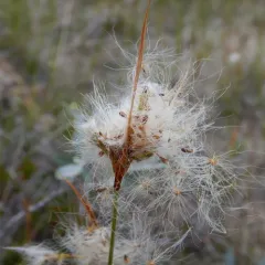 russet cottongrass thumbnail 2