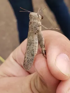 Undulant-Winged Grasshopper thumbnail 2
