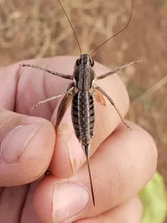 Three-lined Shieldback thumbnail 3