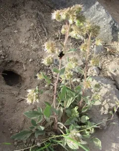 Changeable phacelia thumbnail 2