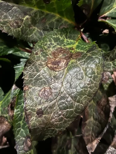 Hellebore Leaf-blotch