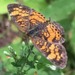 Pearl Crescent thumbnail 2