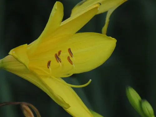 yellow daylily