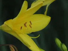 yellow daylily thumbnail 1