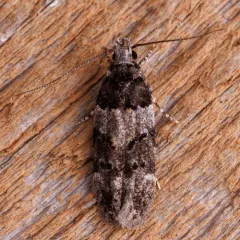 White-banded Pubitelphusa Moth thumbnail 3