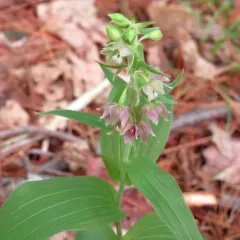 Broad-leaved helleborine thumbnail 5