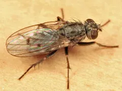 Lispocephala alma thumbnail 2