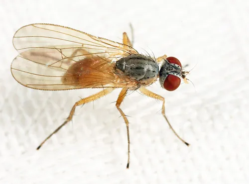Coenosia intacta