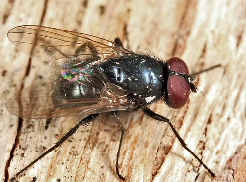 Hydrotaea ignava