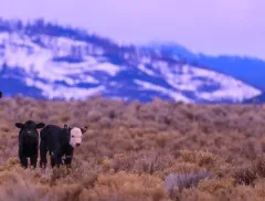 Domestic Cattle thumbnail 4