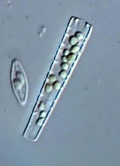 Meridion constrictum thumbnail 1