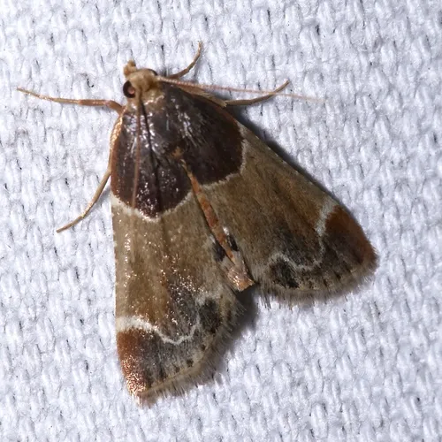 Meal moth