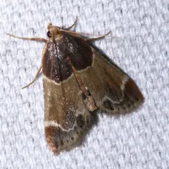 Meal moth thumbnail 1