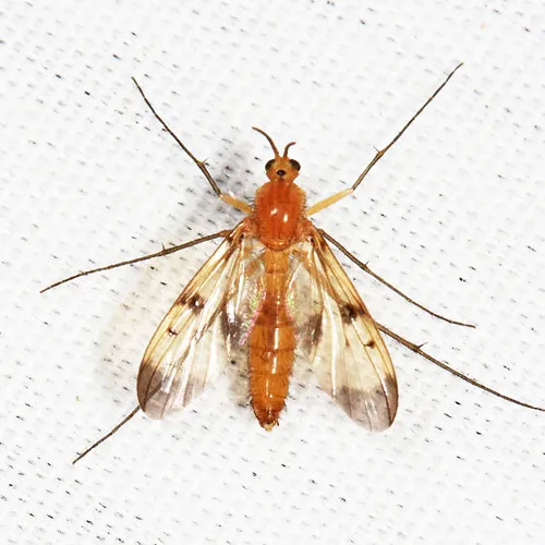 Neoempheria illustris