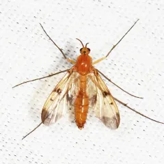 Neoempheria illustris thumbnail 1