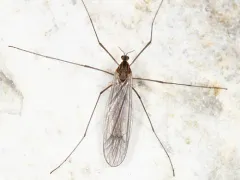Dicranota rivularis thumbnail 2
