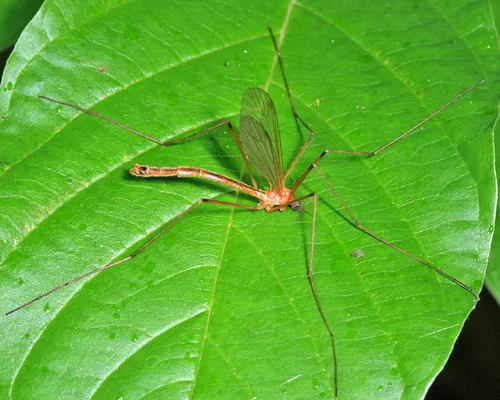Dicranota rubescens