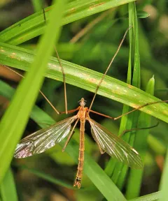 Tricyphona autumnalis thumbnail 2