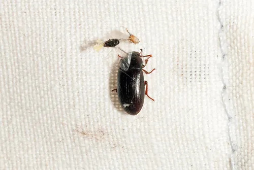 Lesser Mealworm