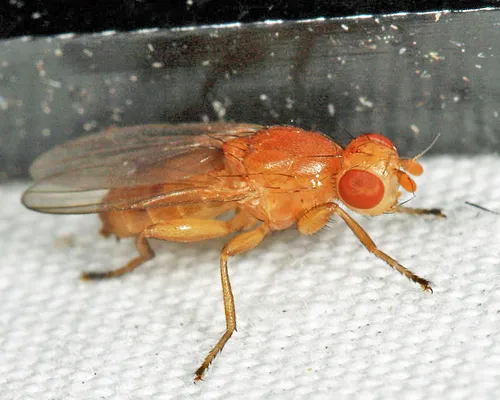 Actenoptera hilarella