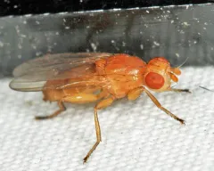 Actenoptera hilarella thumbnail 1