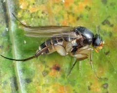 Dohrniphora incisuralis thumbnail 2