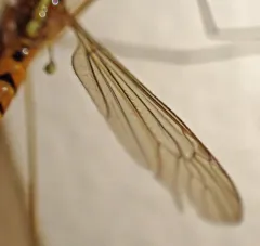 Tipula pachyrhinoides thumbnail 4
