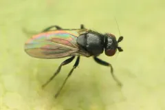 Apteromyia claviventris thumbnail 1