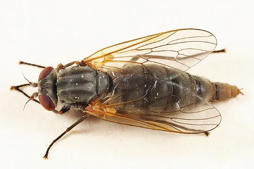 Symphoromyia pleuralis