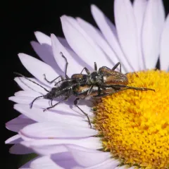 Gnathacmaeops pratensis thumbnail 3