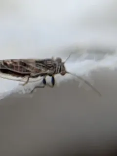 Broom Psyllid thumbnail 3