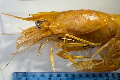 Purplehead Gamba Prawn