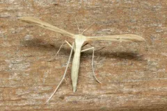 Ironweed Plume Moth thumbnail 4