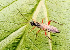 Cylloceria caligata thumbnail 3