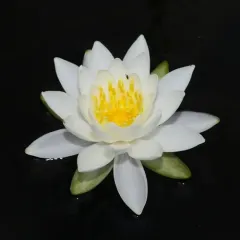 American white waterlily thumbnail 2