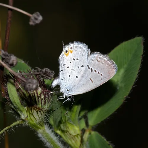 Eastern Tailed-Blue