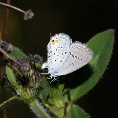 Eastern Tailed-Blue thumbnail 1