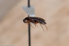 Pelecotoma flavipes thumbnail 2