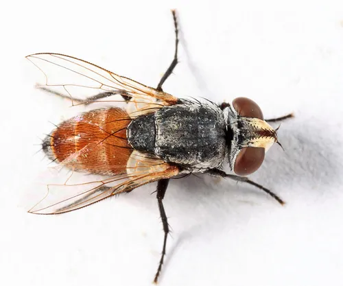 Senotainia vigilans