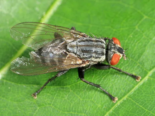 Ravinia stimulans