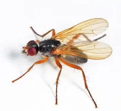 Cordilura setosa thumbnail 2
