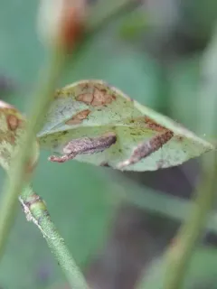 Coleophora vacciniivorella thumbnail 3