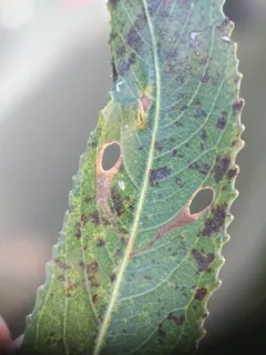 Coptodisca saliciella thumbnail 2